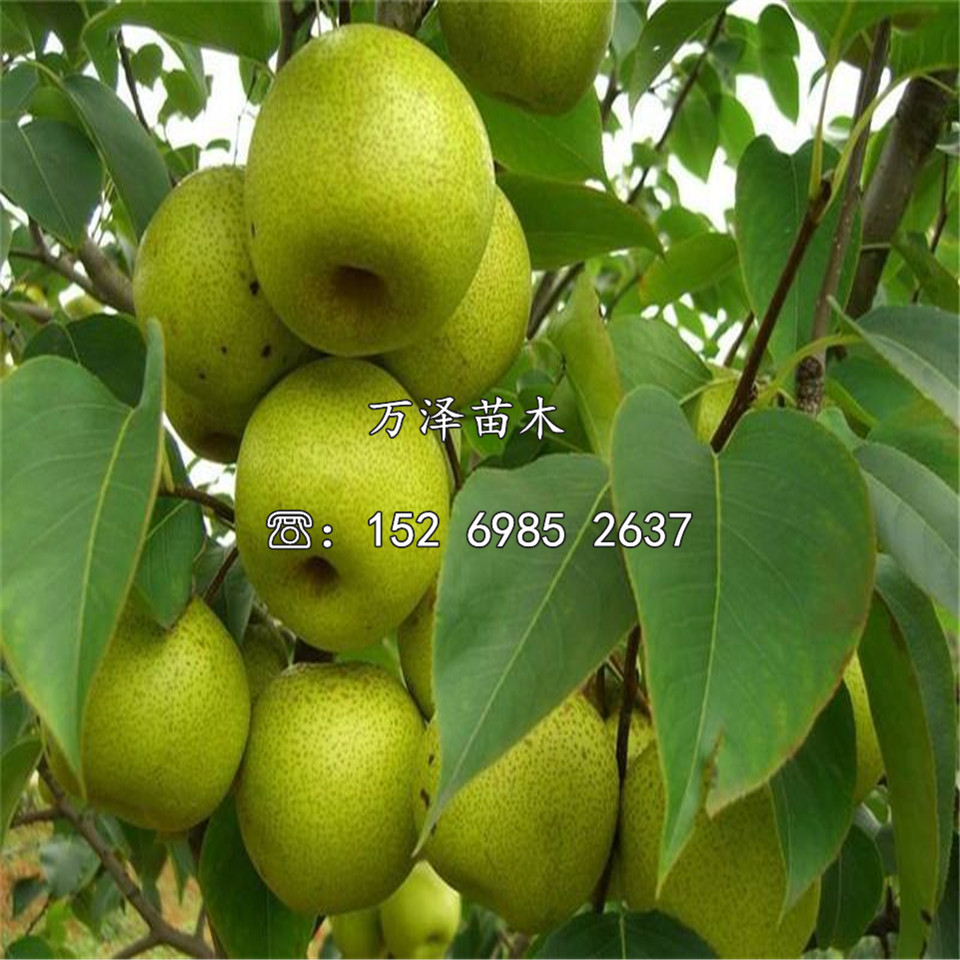 黃金梨樹(shù)苗基地