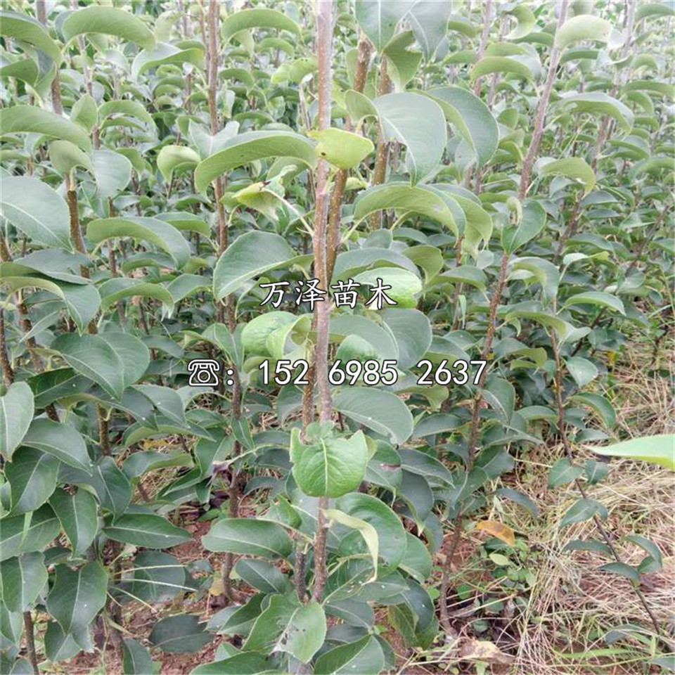 玉露香梨樹苗種植基地