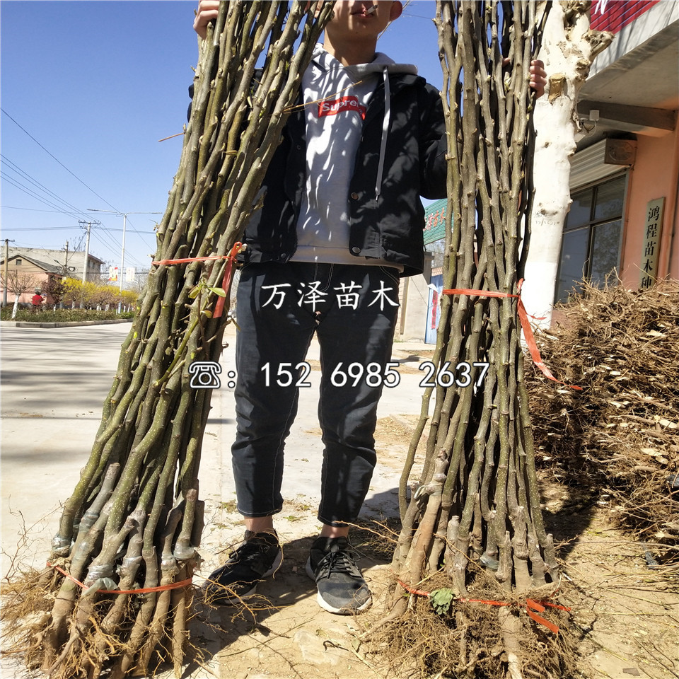 園黃梨樹苗購買價(jià)格