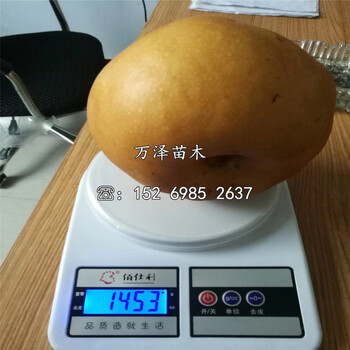 新高梨樹苗價(jià)格報(bào)價(jià)