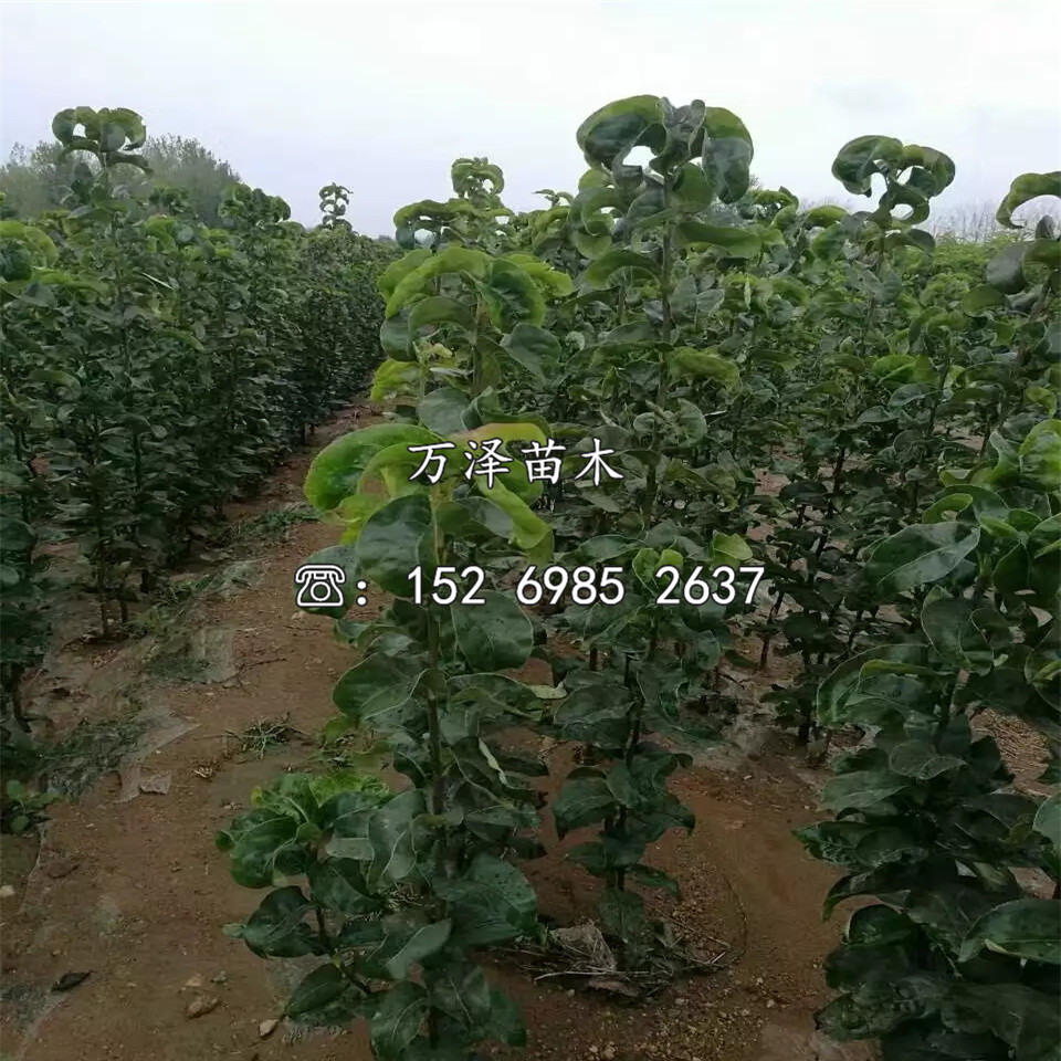 綠寶石梨樹(shù)苗、綠寶石梨樹(shù)苗批發(fā)價(jià)格