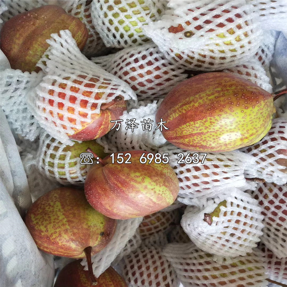 油梨樹(shù)苗價(jià)格一覽表