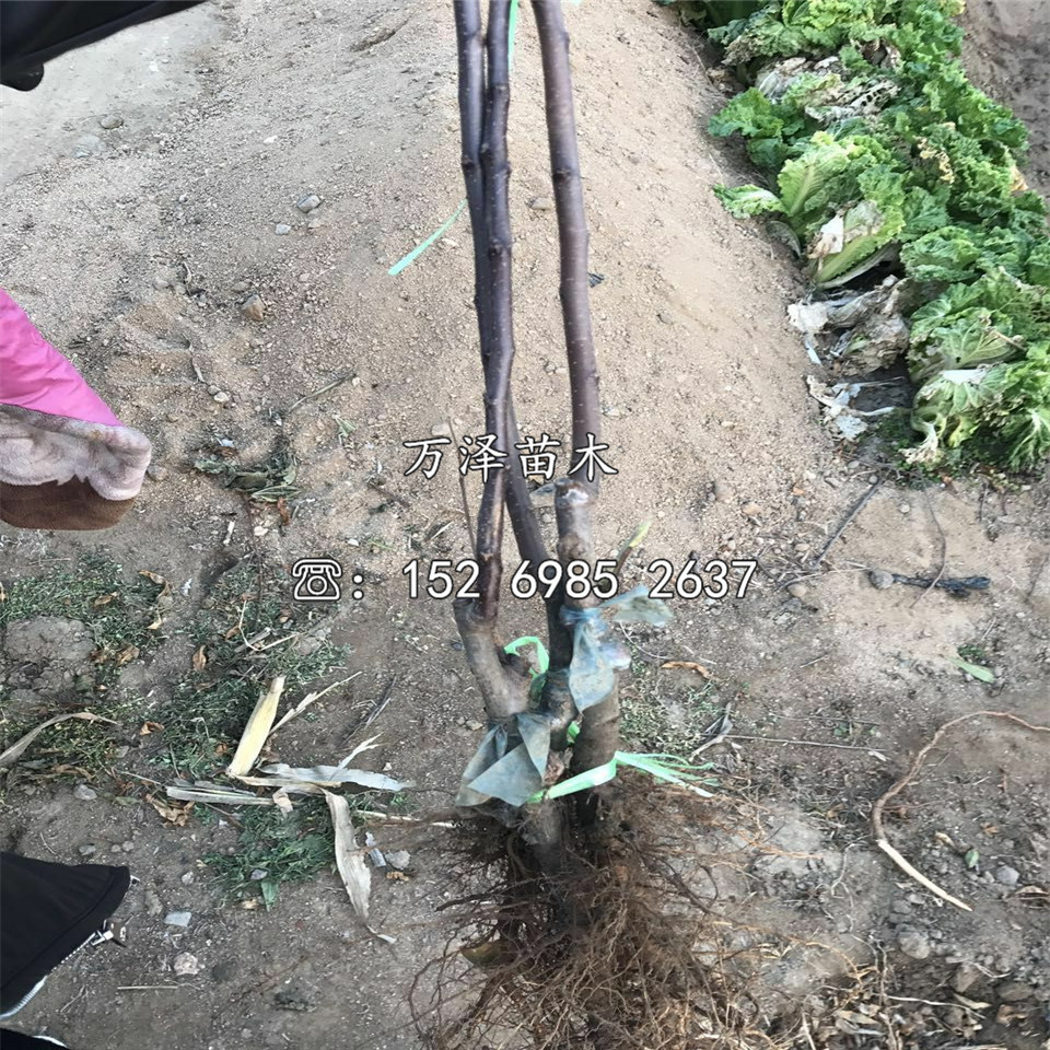 信濃甜蘋果苗種植基地