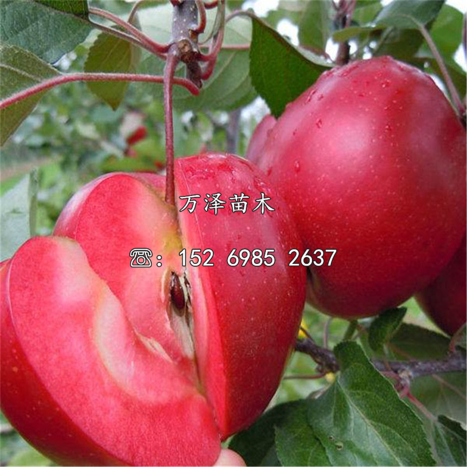 大紅榮蘋果苗、大紅榮蘋果苗價(jià)格一覽表