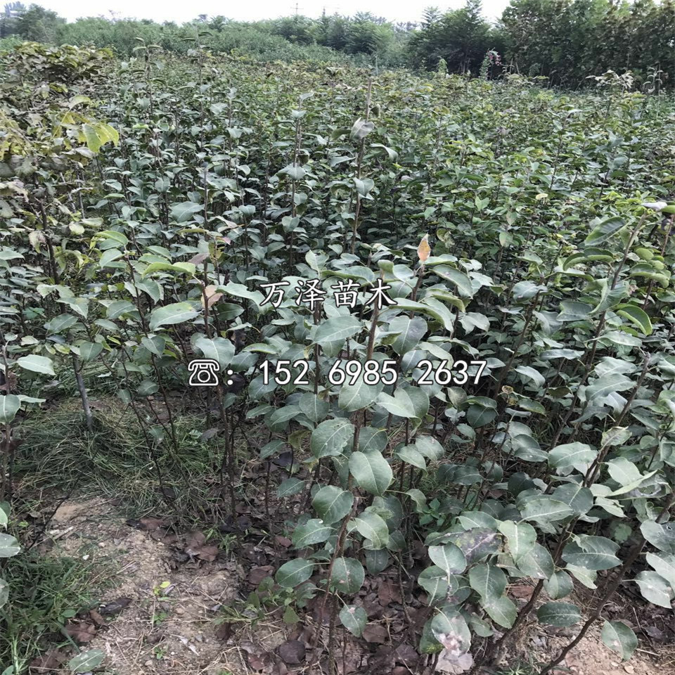 王林蘋果苗品種介紹