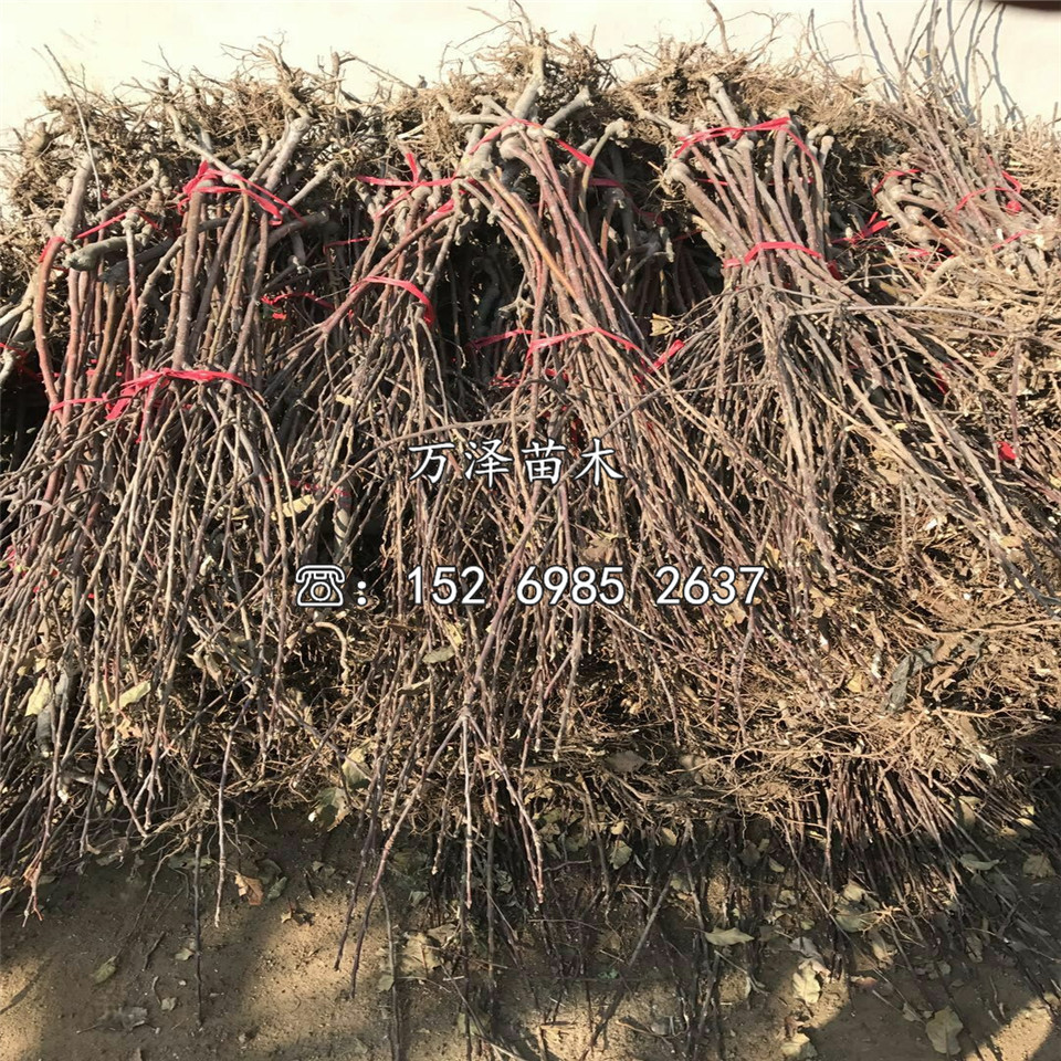 煙富蘋果苗價(jià)格