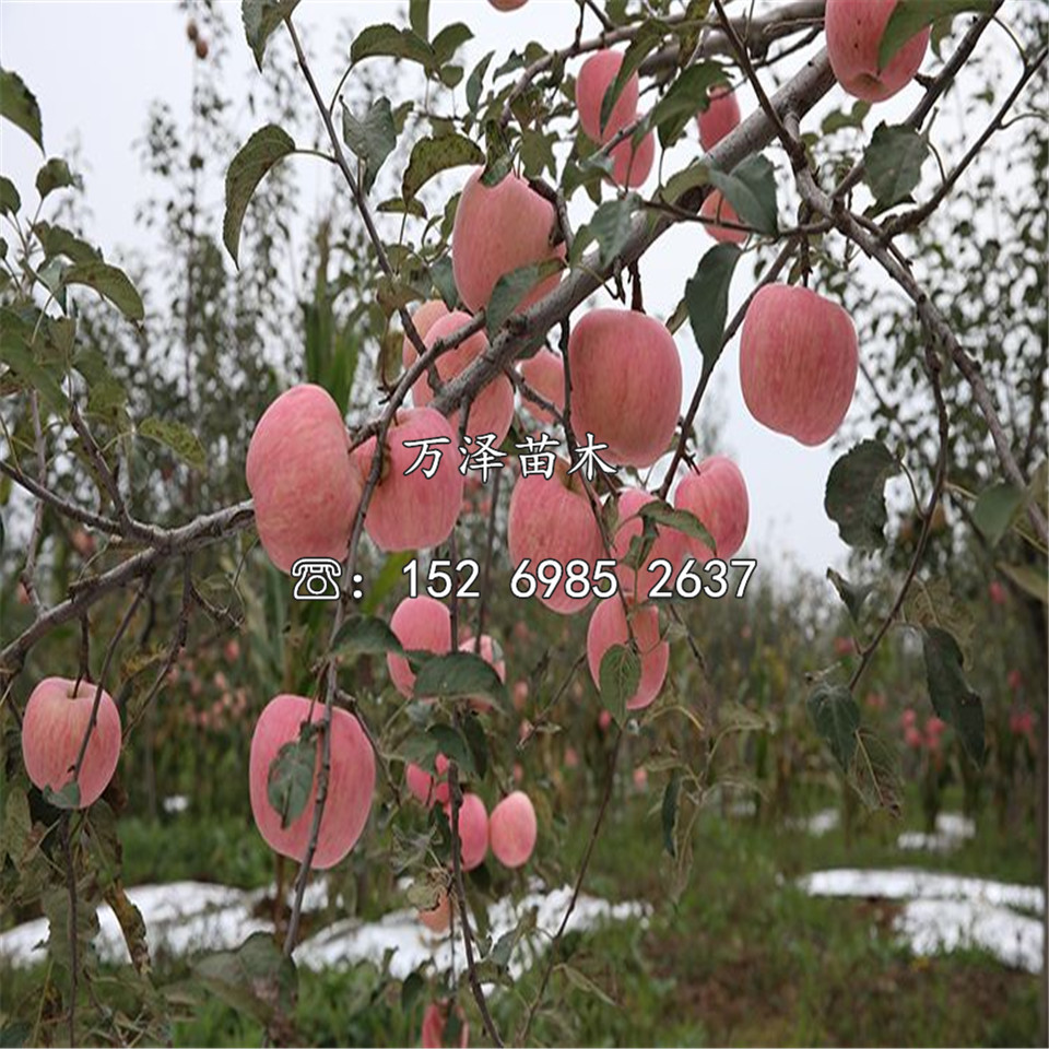 購(gòu)買(mǎi)富藤蘋(píng)果苗、購(gòu)買(mǎi)富藤蘋(píng)果苗價(jià)格