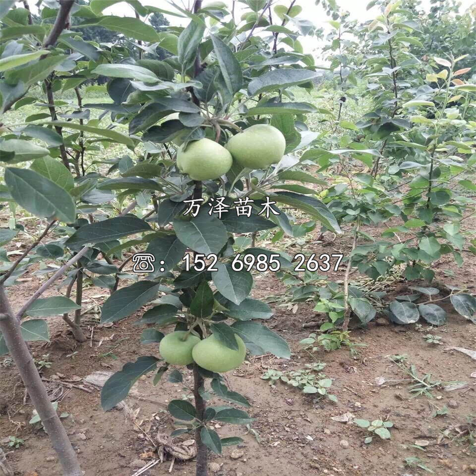 紅玫瑰蘋果苗、紅玫瑰蘋果苗價格及基地