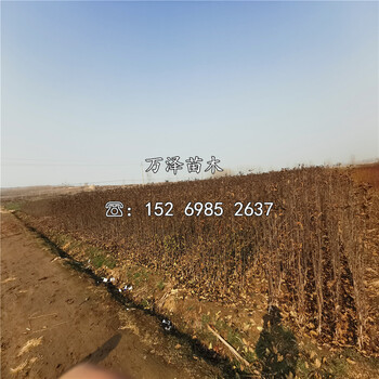 眾成1號(hào)蘋(píng)果苗基地