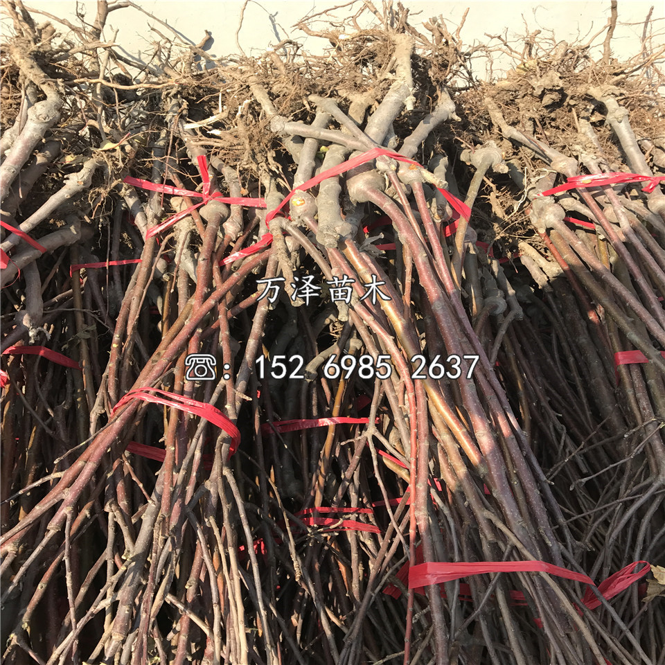 红肉苹果苗、红肉苹果苗价格及基地