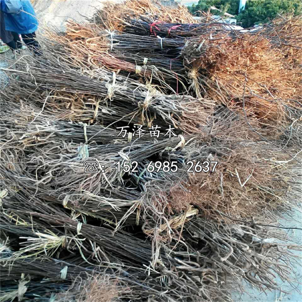 冰糖心蘋果苗、冰糖心蘋果苗價(jià)格及基地