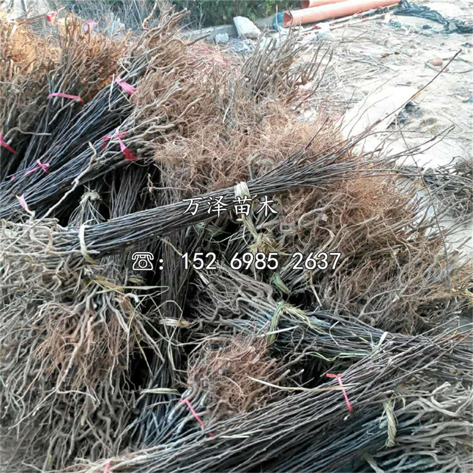 潛夏嘎啦蘋果苗、潛夏嘎啦蘋果苗批發(fā)價格
