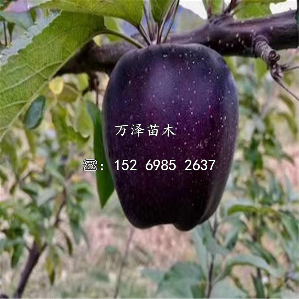姬娜蘋果苗報(bào)價(jià)