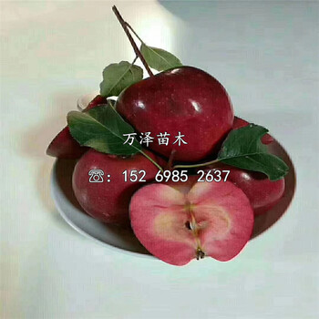 華碩蘋果苗購買價格