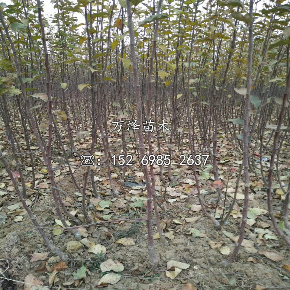 一公分華冠蘋果苗價格及報價