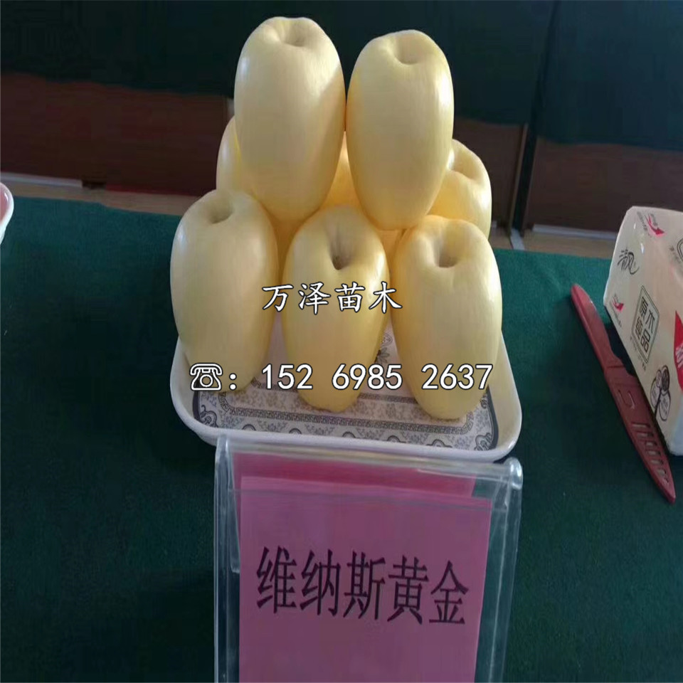 紅玫瑰蘋果苗、紅玫瑰蘋果苗價格及基地