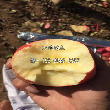 洛川富士苹果苗供应