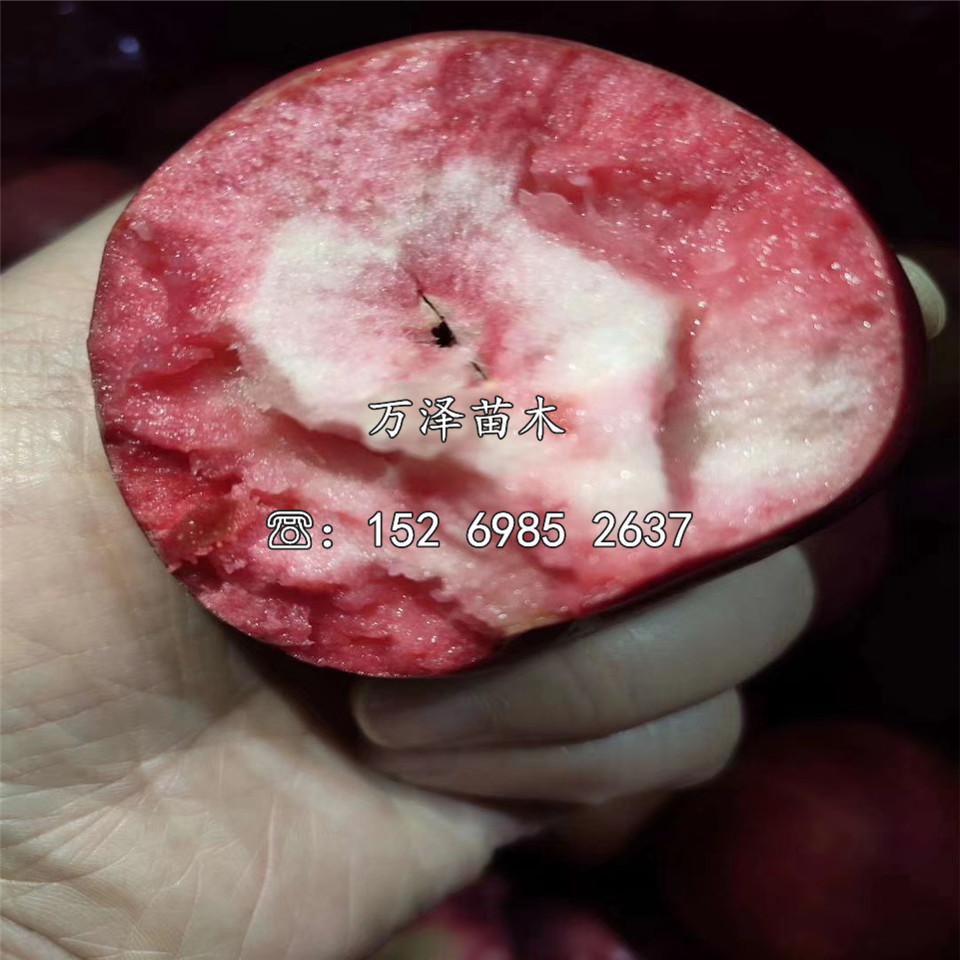蜜脆蘋果苗價(jià)格一覽表
