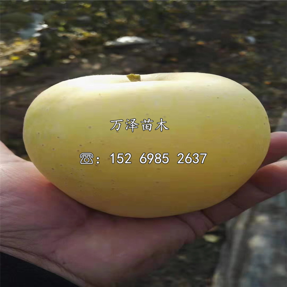 王林蘋果苗品種介紹