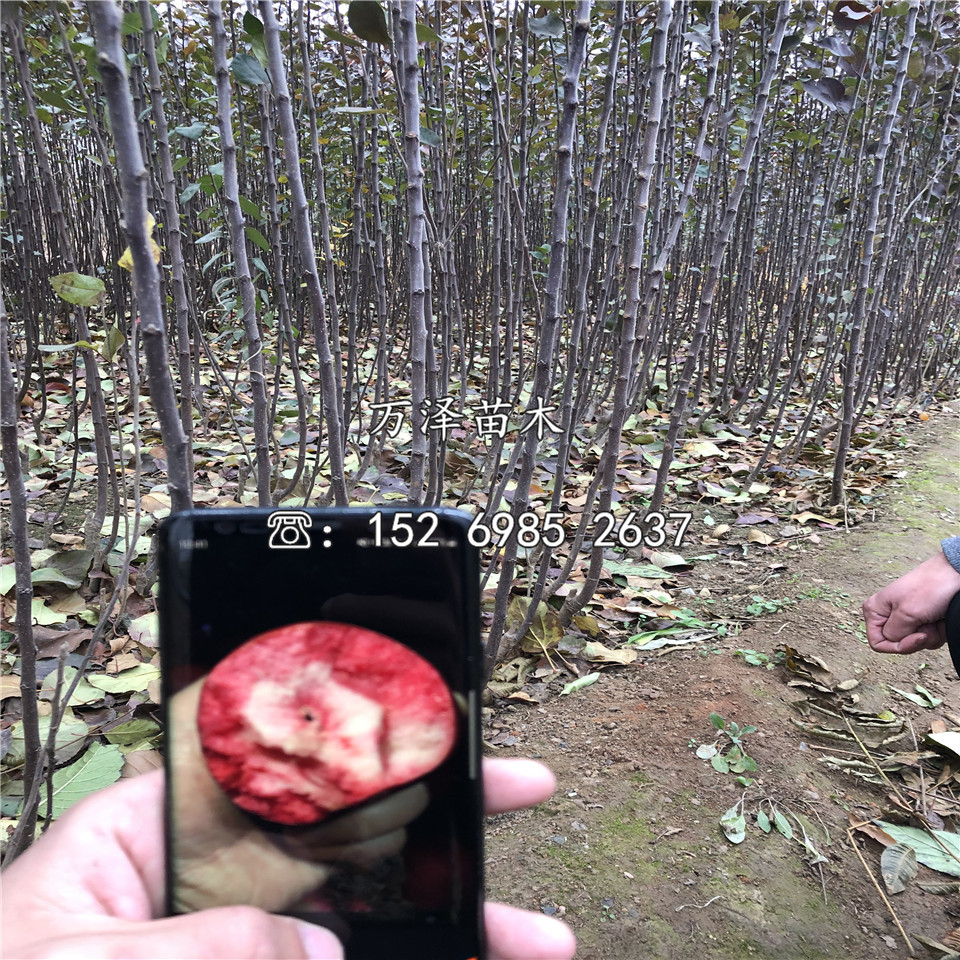 红肉苹果苗、红肉苹果苗价格及基地