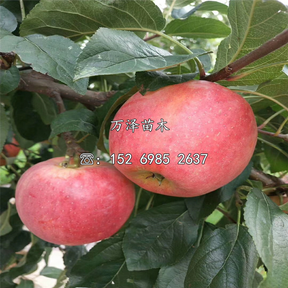 華冠蘋果苗購(gòu)買價(jià)格
