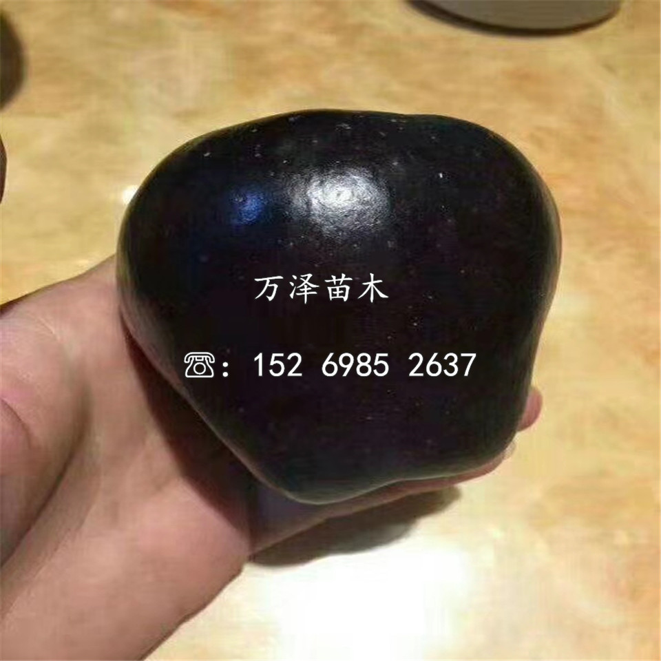 華冠蘋果苗基地