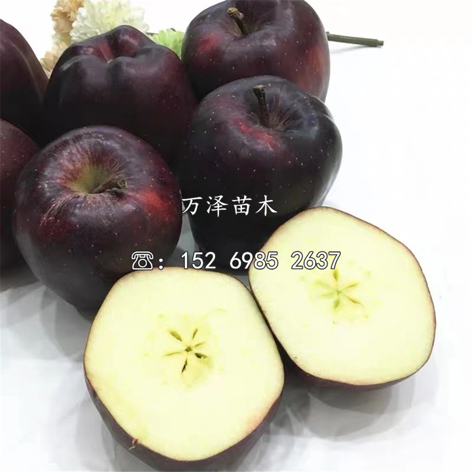 阿克蘇蘋果苗、阿克蘇蘋果苗價(jià)格及報(bào)價(jià)