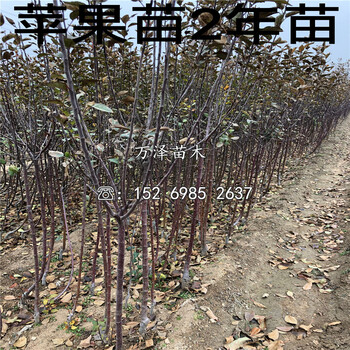 世界一號(hào)蘋(píng)果苗價(jià)格