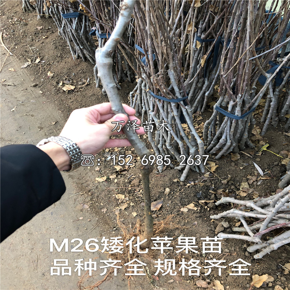 两年千雪苹果苗基地价格表