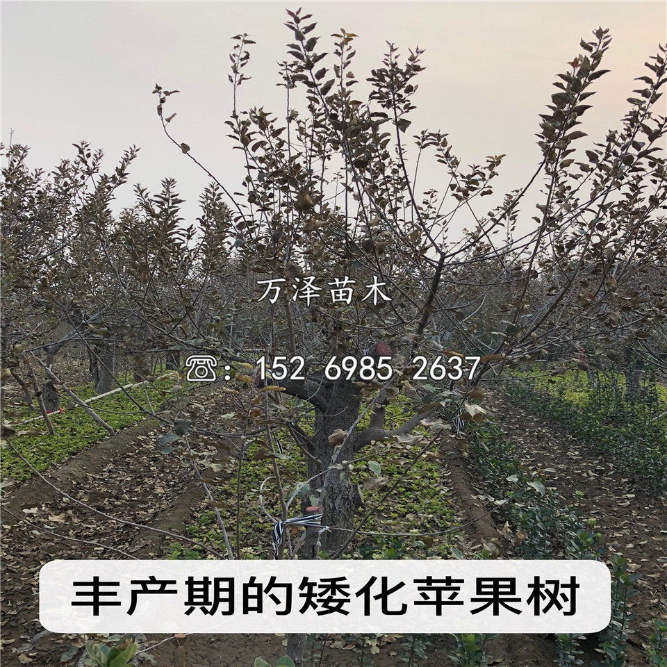 晨阳苹果苗价格及基地