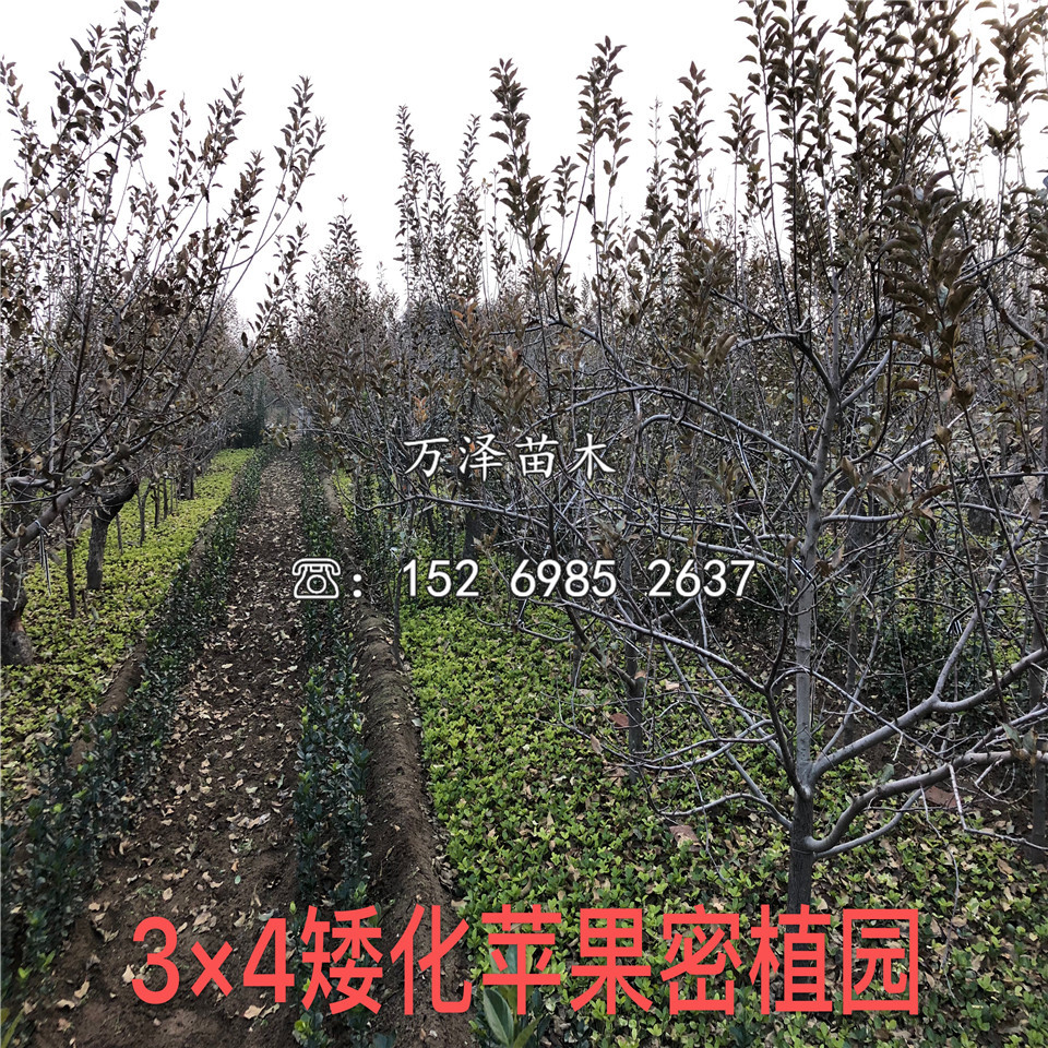 一公分華冠蘋果苗價格及報價