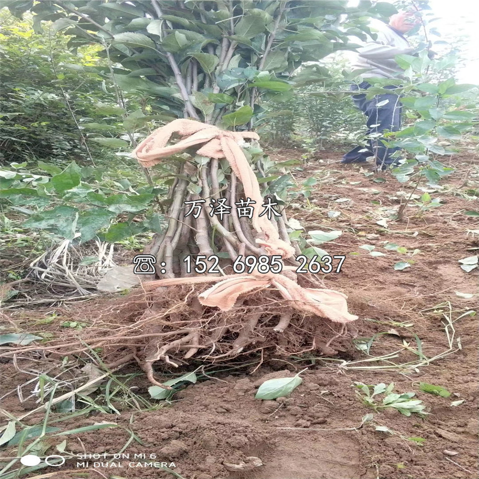 烟富10号苹果苗种植基地