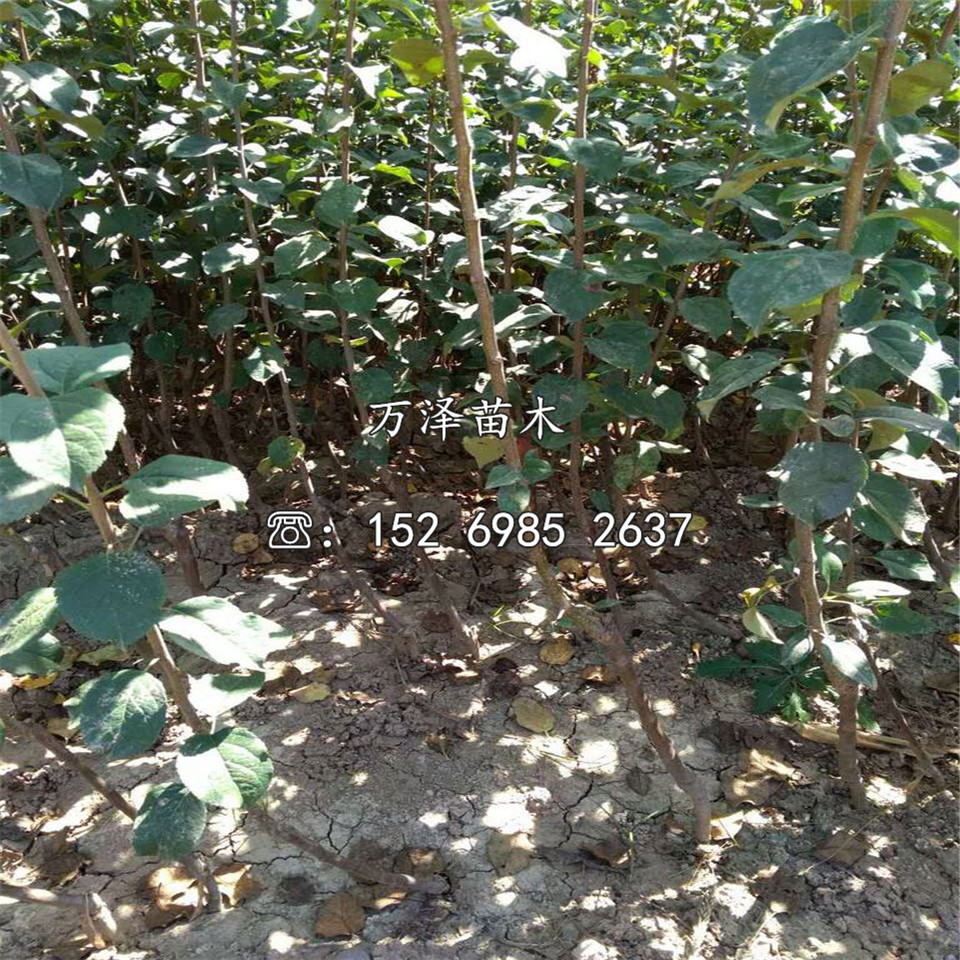 早熟蘋(píng)果苗品種介紹