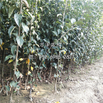 煙富10號蘋果苗、煙富10號蘋果苗批發(fā)價格