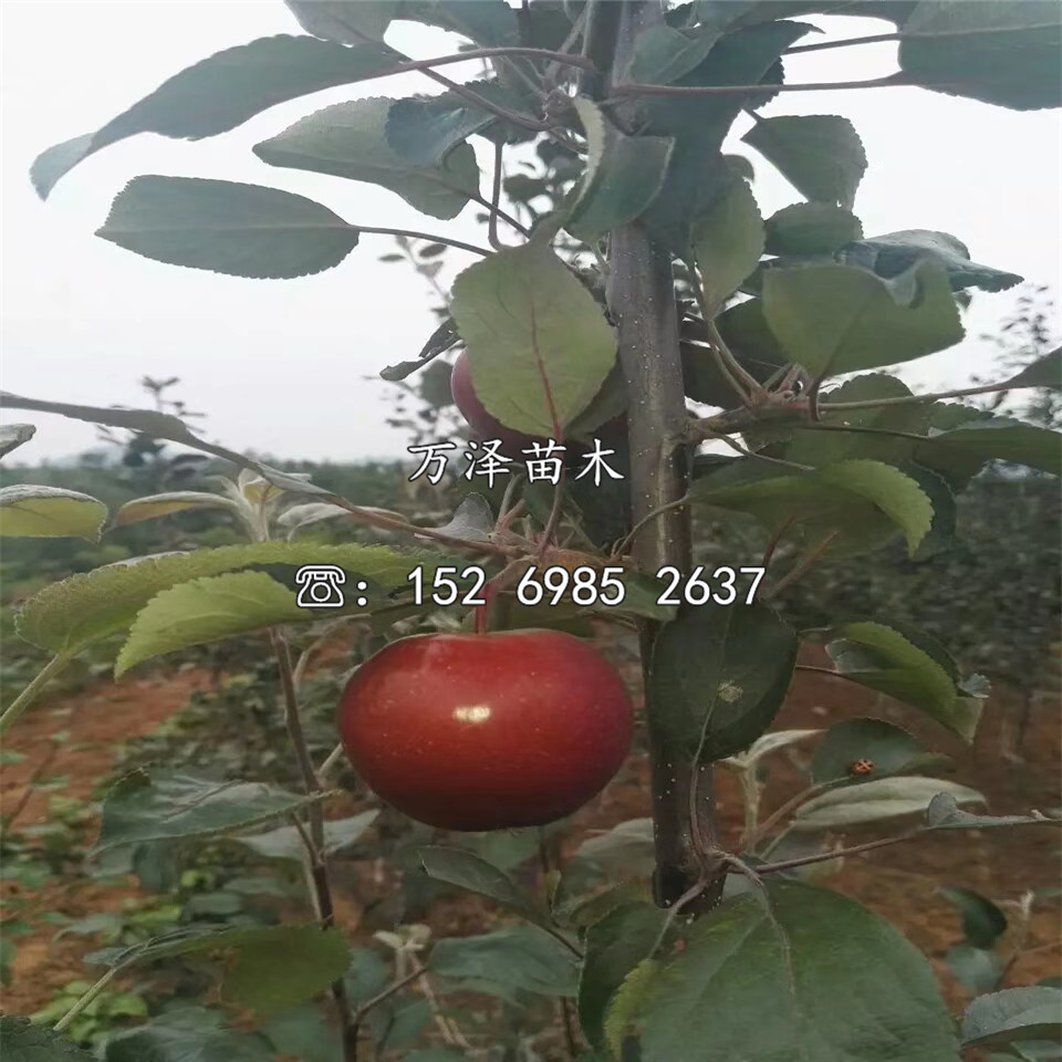 洛川富士苹果苗供应