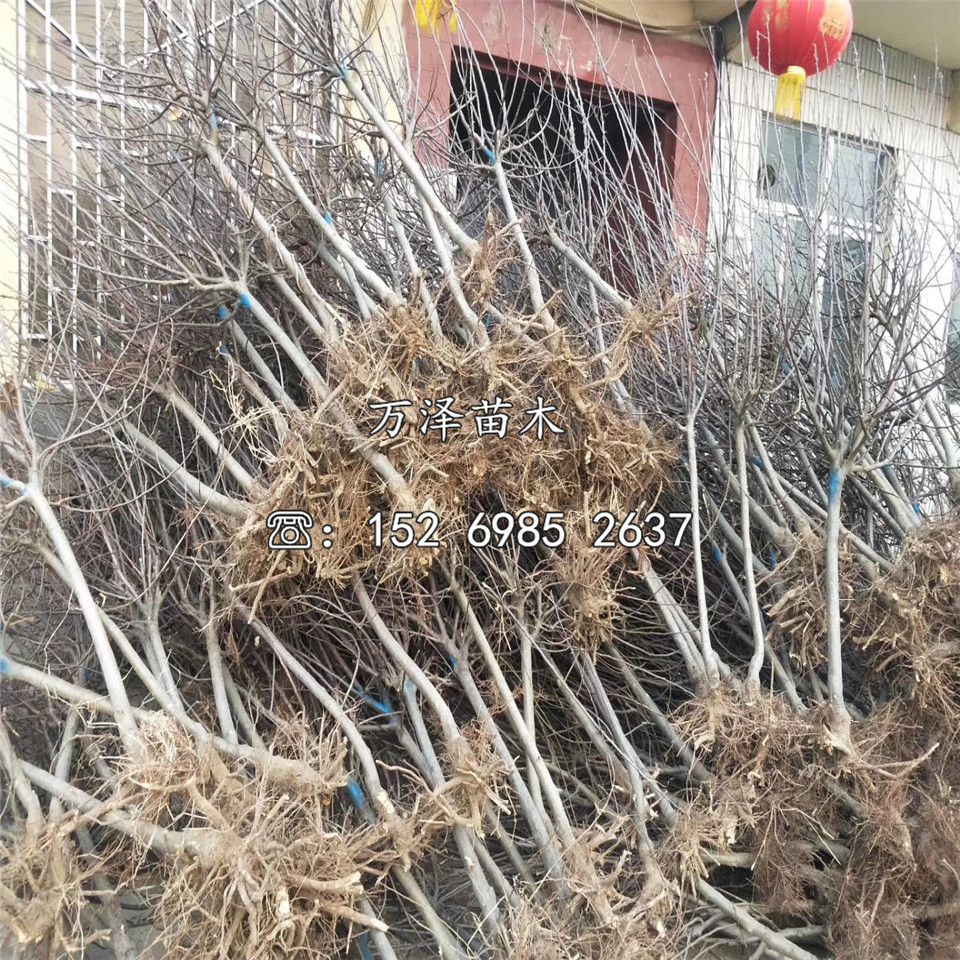 紅玉蘋果苗銷售