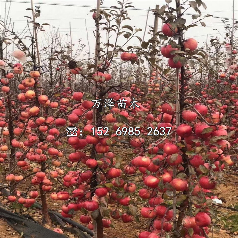 一公分華冠蘋果苗價格及報價