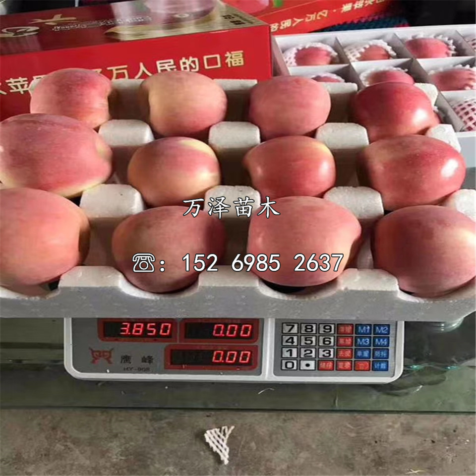 維納斯黃金蘋(píng)果苗價(jià)格及報(bào)價(jià)