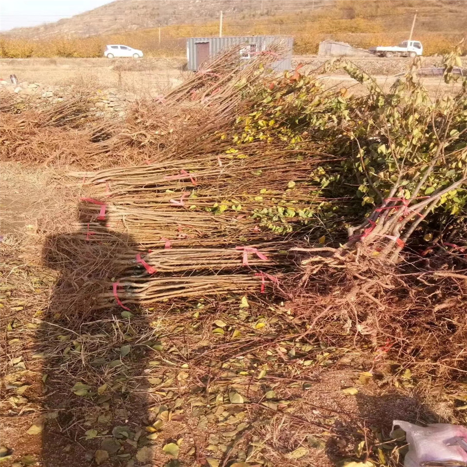 沙金红杏树苗种植基地