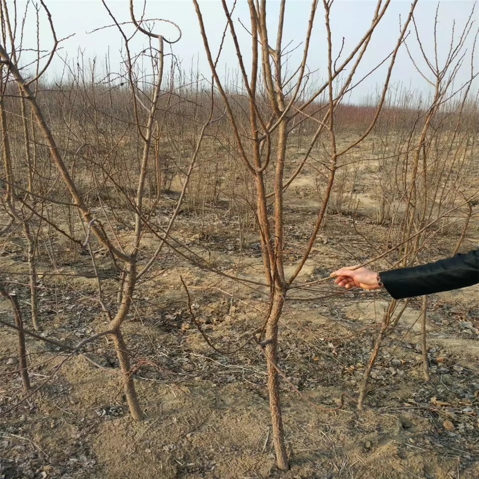 沙金红杏树苗种植基地