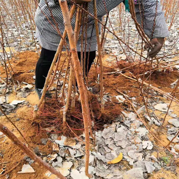 嫁接杏树苗、嫁接杏树苗种植基地