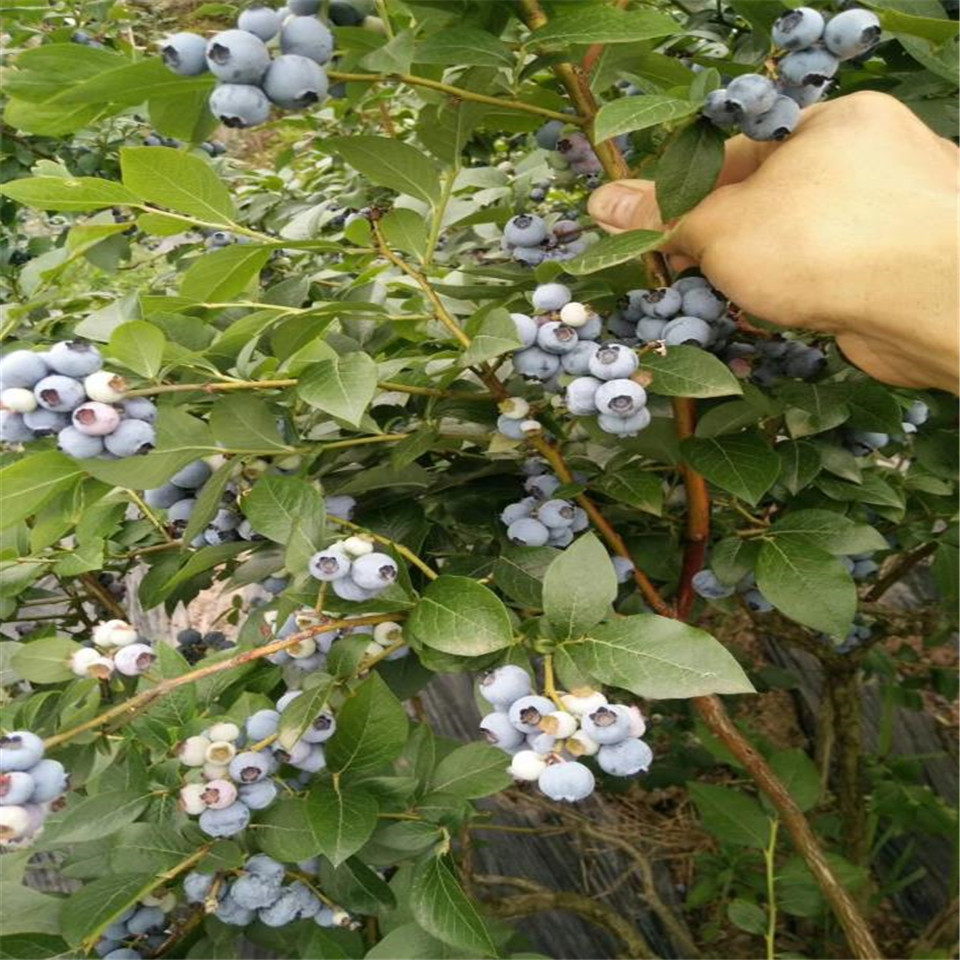 3年考林蓝莓苗、3年考林蓝莓苗价格及基地