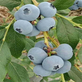 3年米兰蓝莓苗、3年米兰蓝莓苗价格及基地