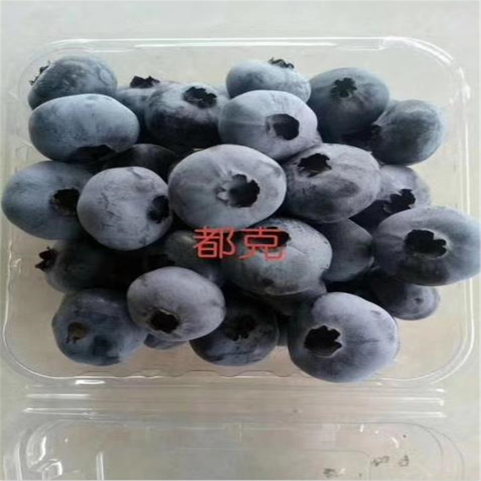 瑞卡藍(lán)莓苗、瑞卡藍(lán)莓苗價(jià)格及報(bào)價(jià)