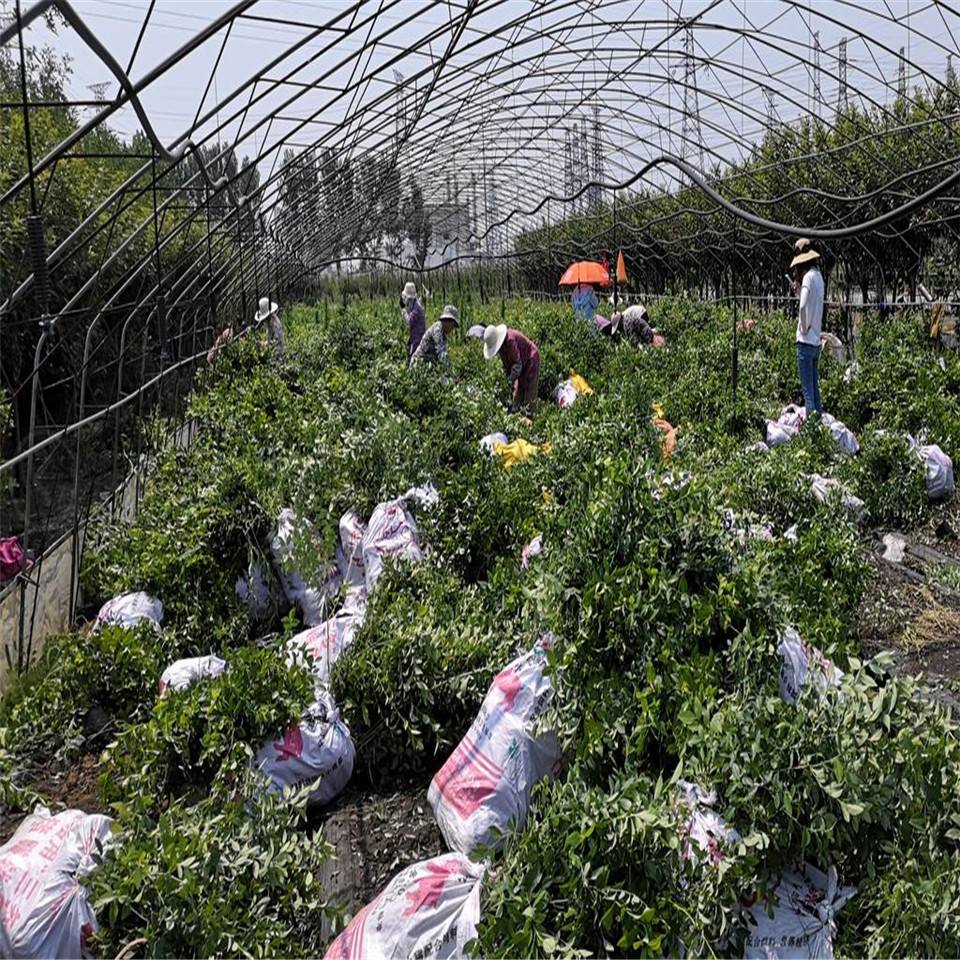 佐治宝石蓝莓苗、佐治宝石蓝莓苗基地