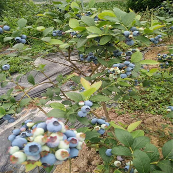 3年考林蓝莓苗、3年考林蓝莓苗价格及基地