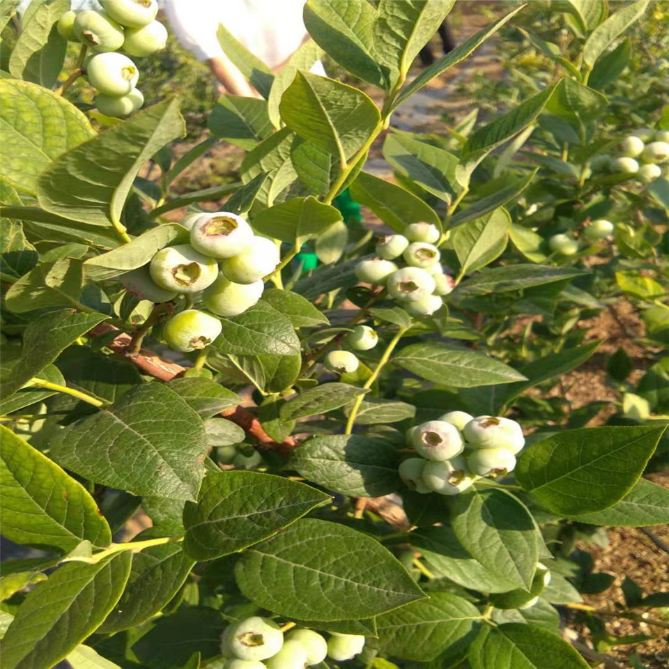 佐治宝石蓝莓苗、佐治宝石蓝莓苗基地