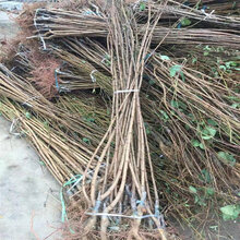 桃苗报价、桃苗出售基地图片