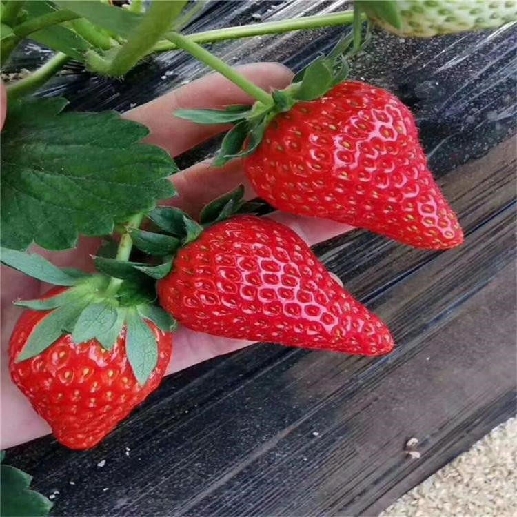 香蕉草莓苗購(gòu)買價(jià)格、香蕉草莓苗批發(fā)出售