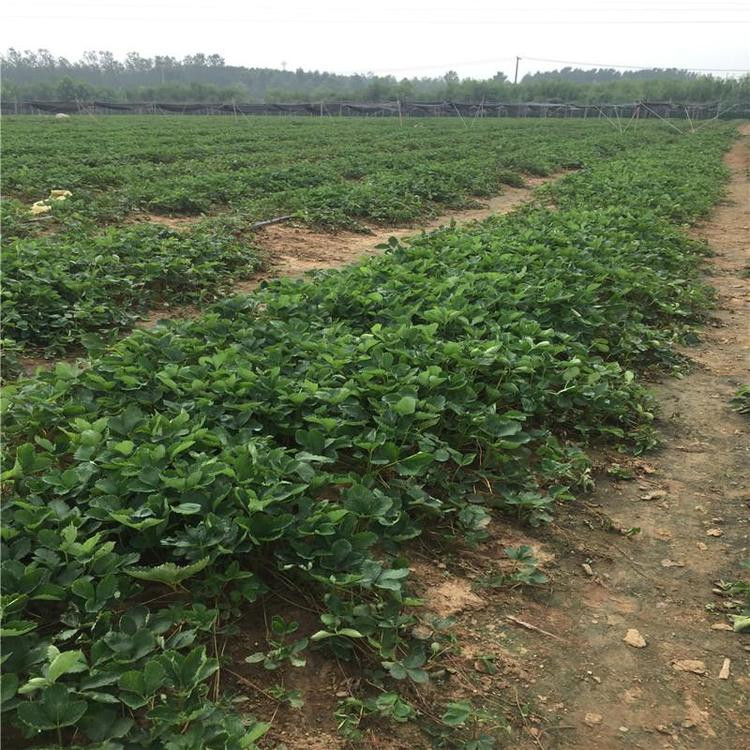组培草莓苗供应基地、组培草莓苗新品种